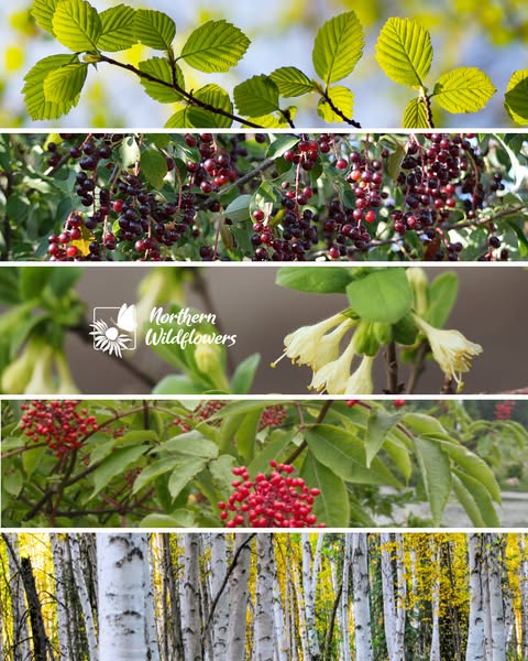 Shop Native Tree and Shrub Seeds!