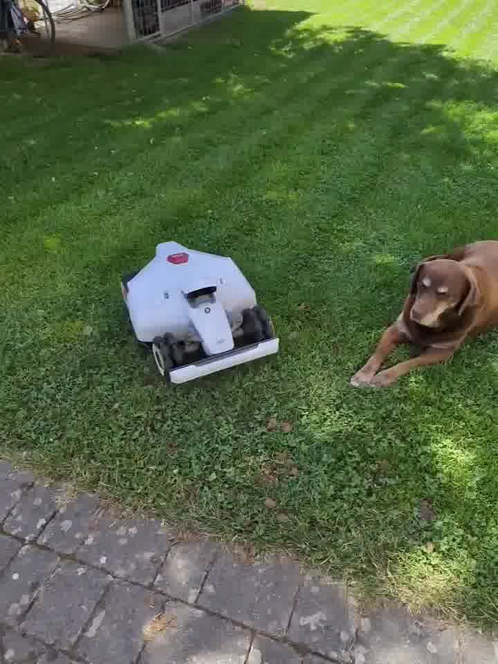 🎥 Video of the Day: Dive into the harmonious atmosphere with Peter Mele's cool capture! 🐶✨ LUBA greeted the puppy warmly, while the obstacle avoidance function came into play. They coexisted without interfering with each other, yet providing companionship. 💛

#Mammotion #LUBA2 #LUBA2AWD