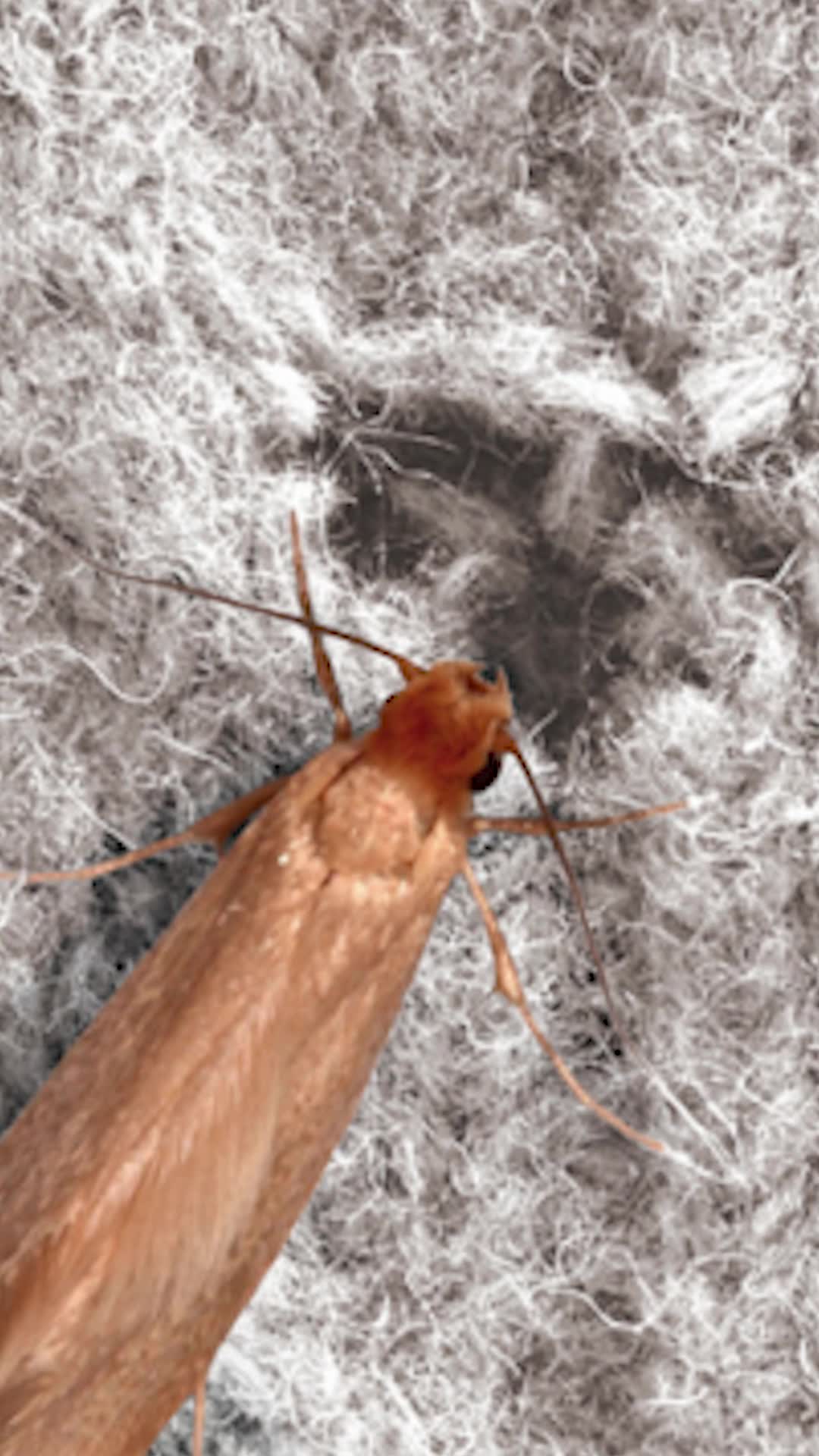 Clothes Moth Trap👔