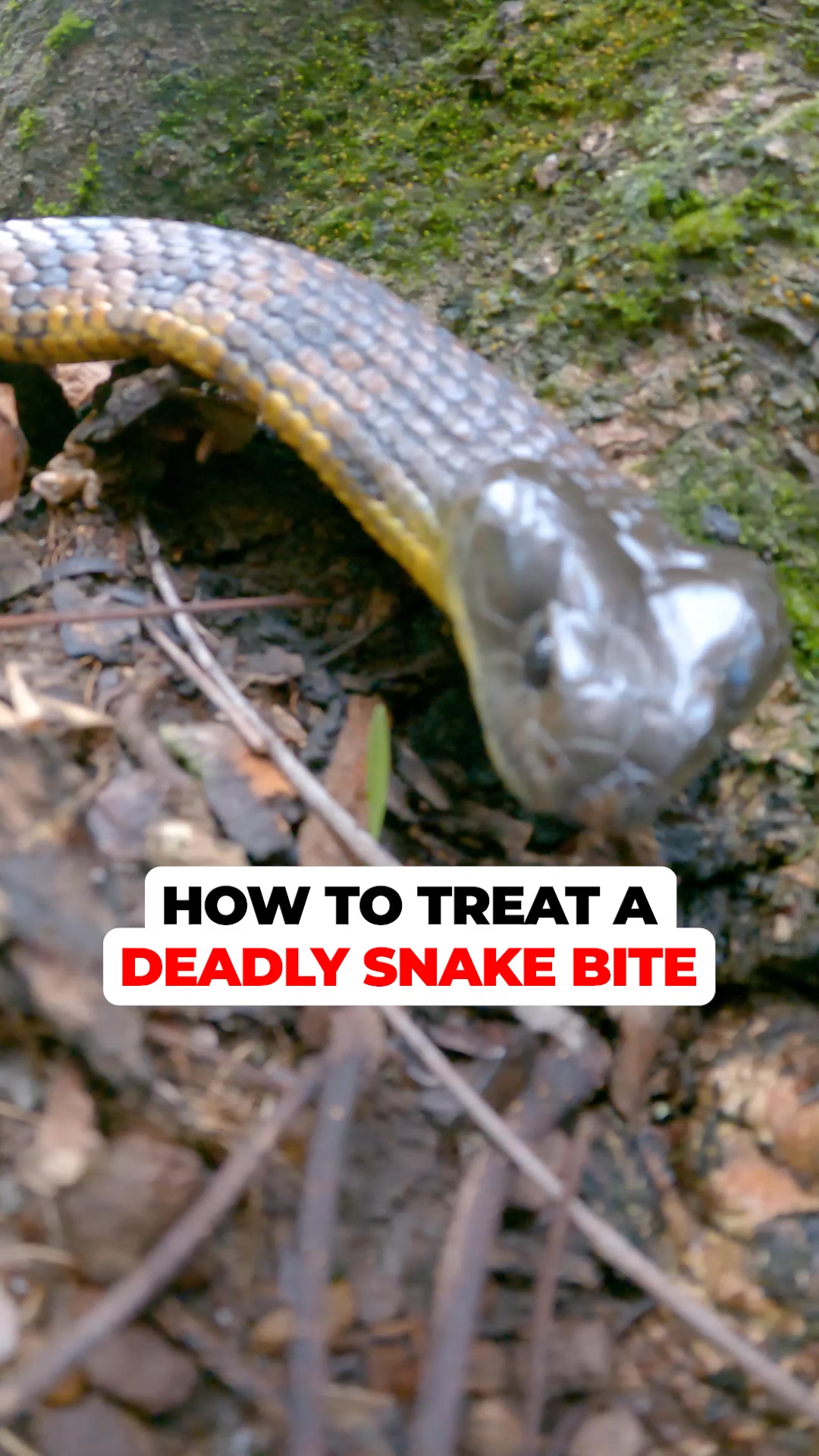 Snake bites happen fast. This slows the venom