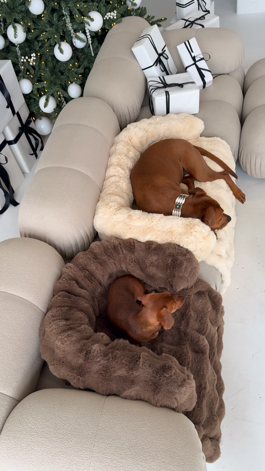 De nieuwe safe space van je hond