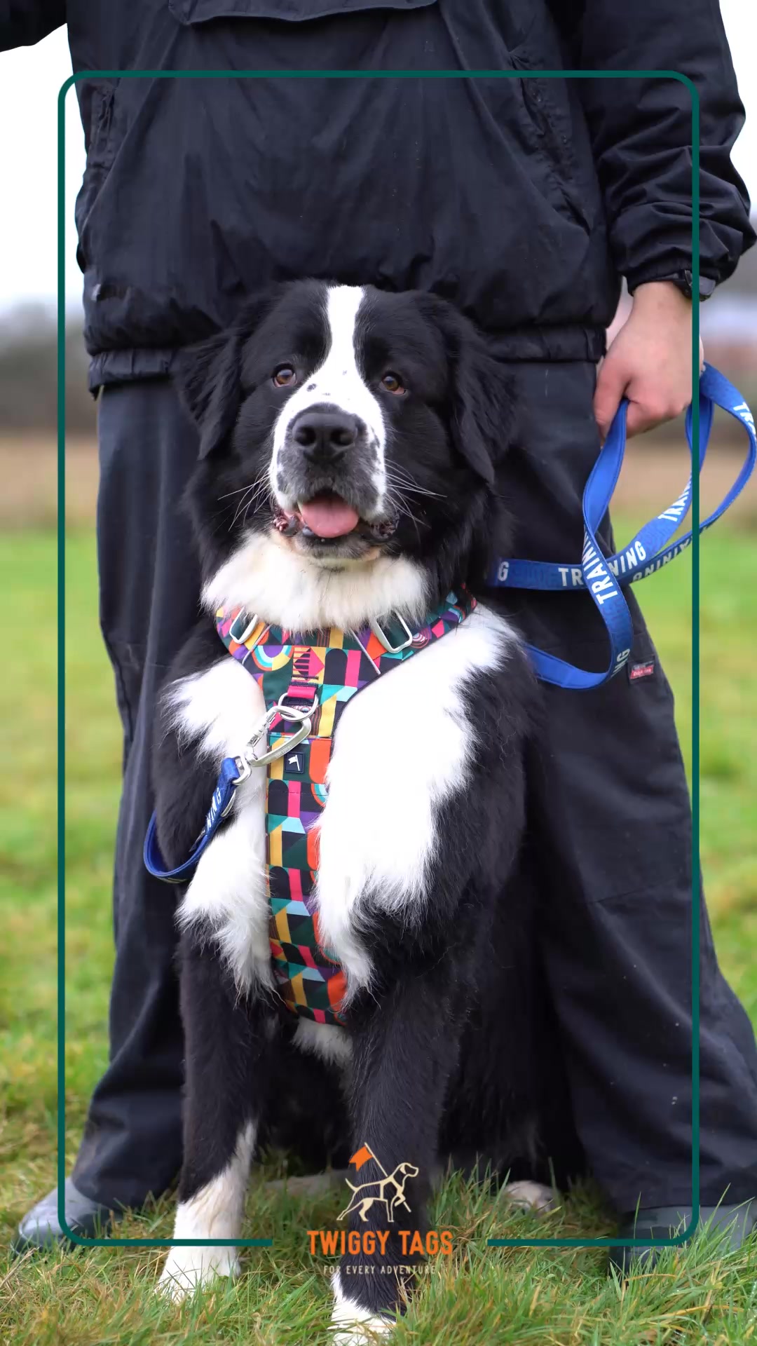 Big Dogs, Bigger Style 🐾