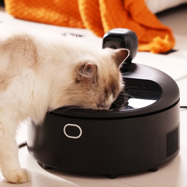 Fresh Food, Happy Cat