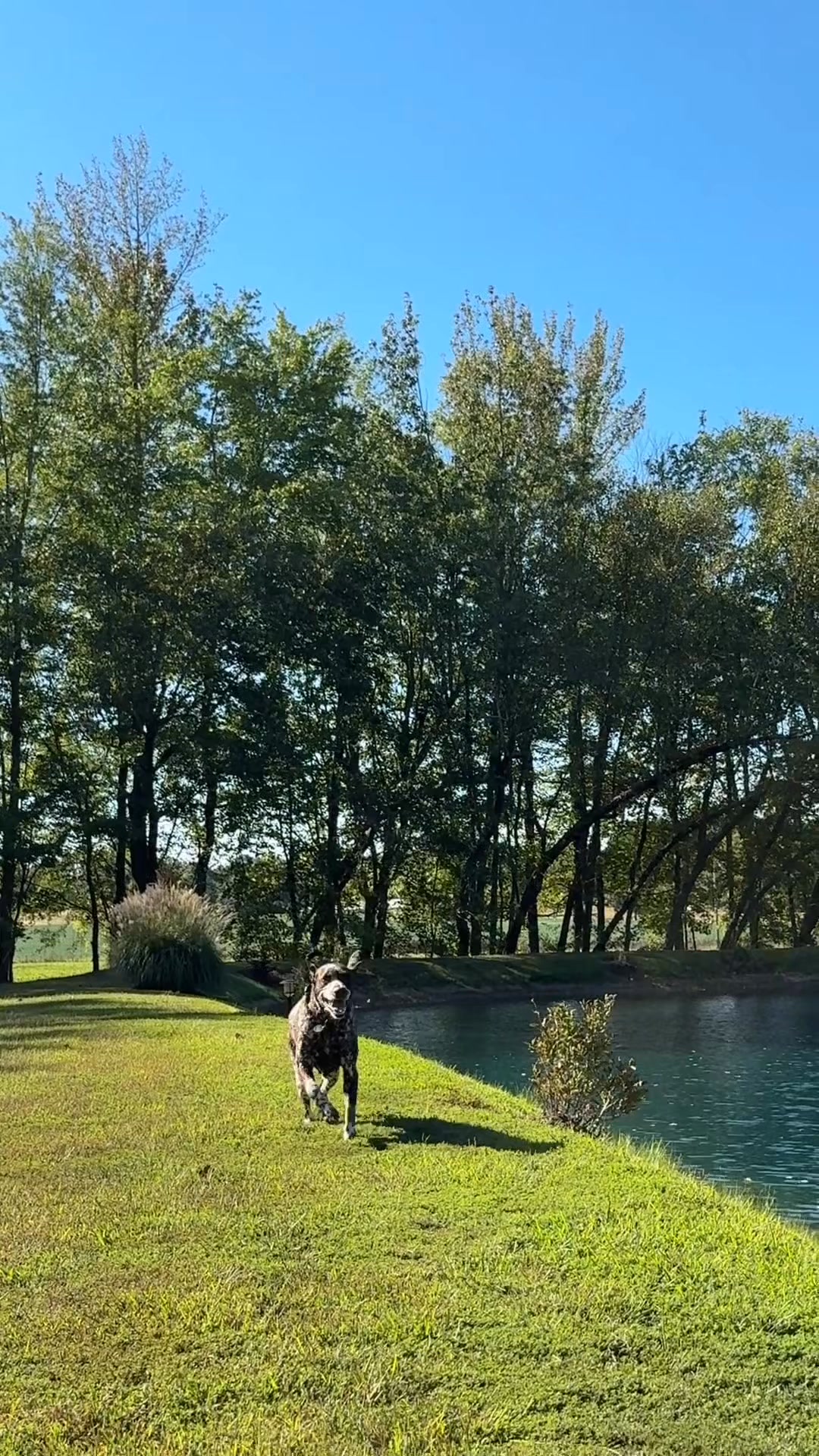 Simple Food, Happy Dogs