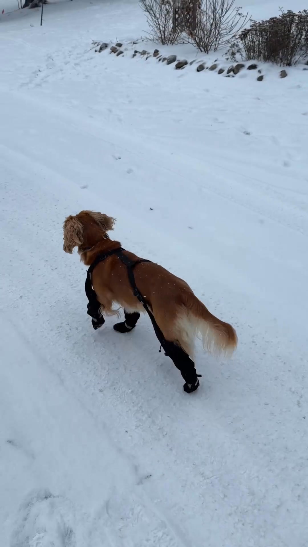 The boots owners are loving!