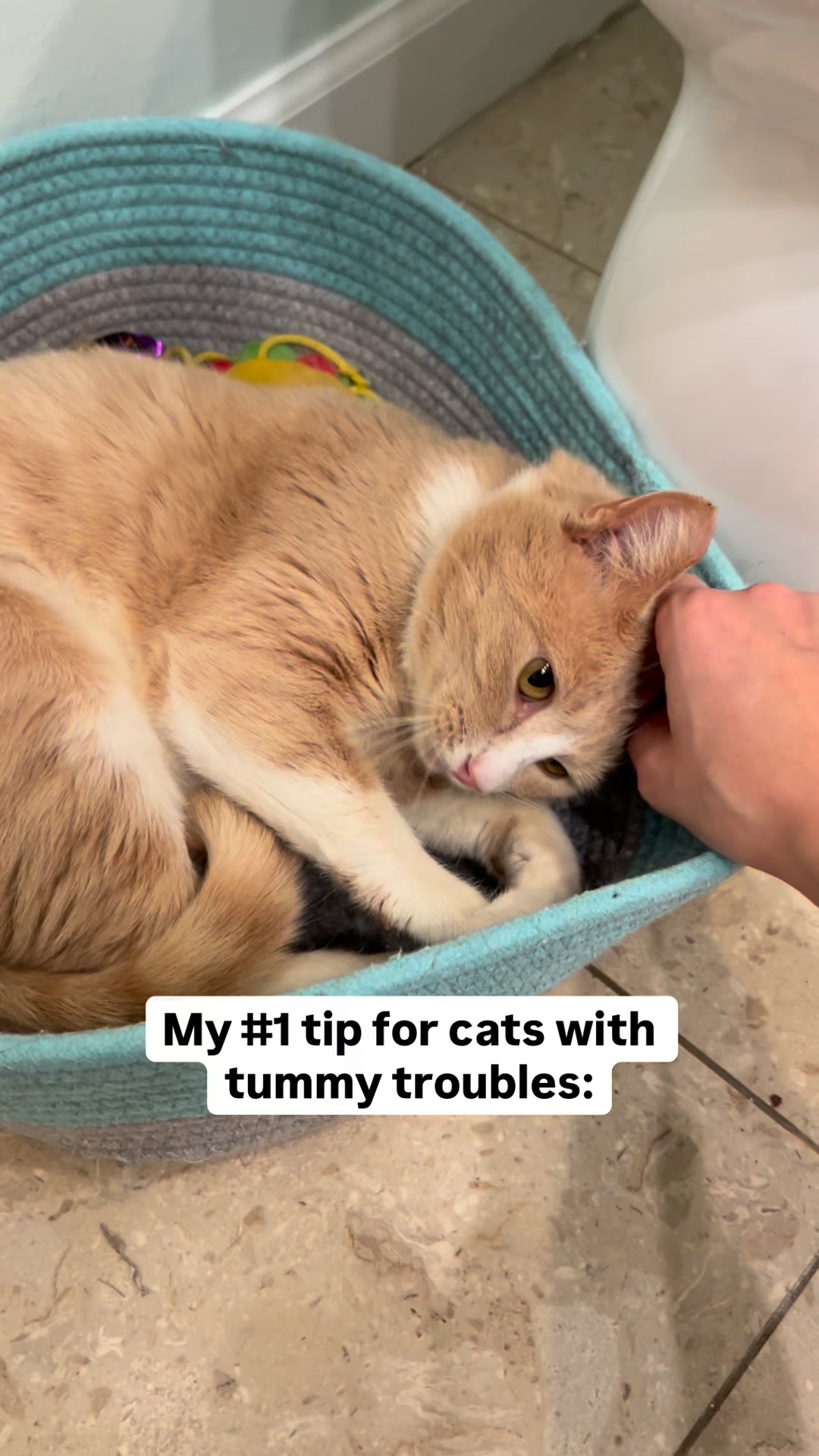 Daily Defense for a Healthy Gut