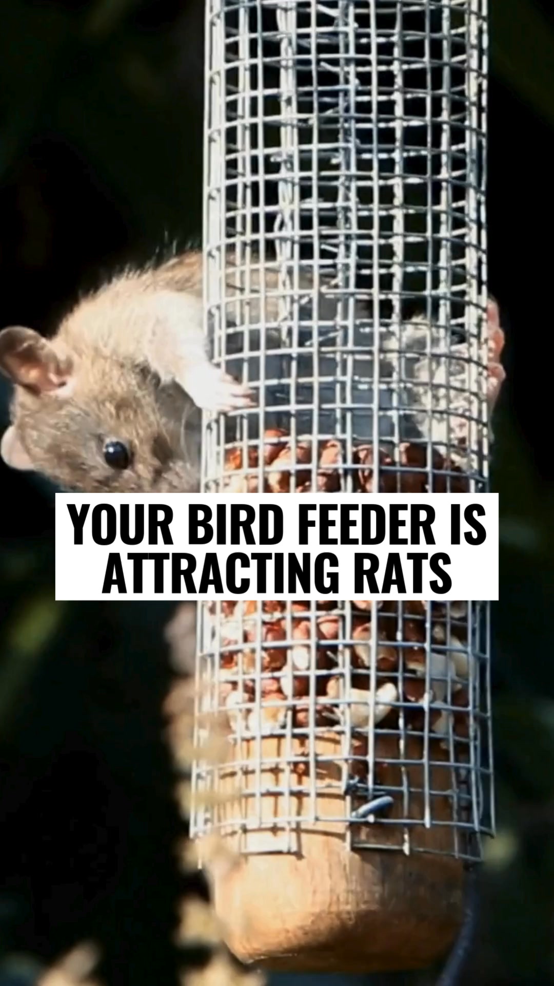 Finally Feed Birds Without Attracting Rats.
Meet the brand new PestOff 3.0