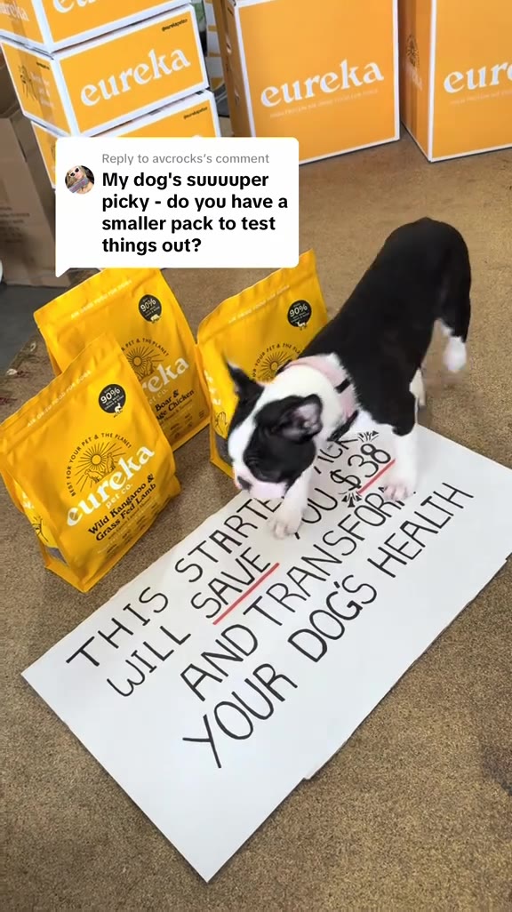 Feeding 10,000+ Aussie Dogs