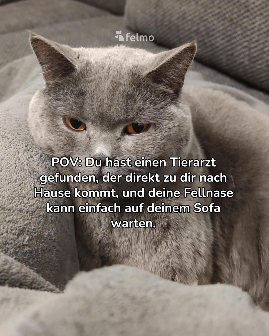 Mobiler Tierarzt für Hunde und Katzen 🐾