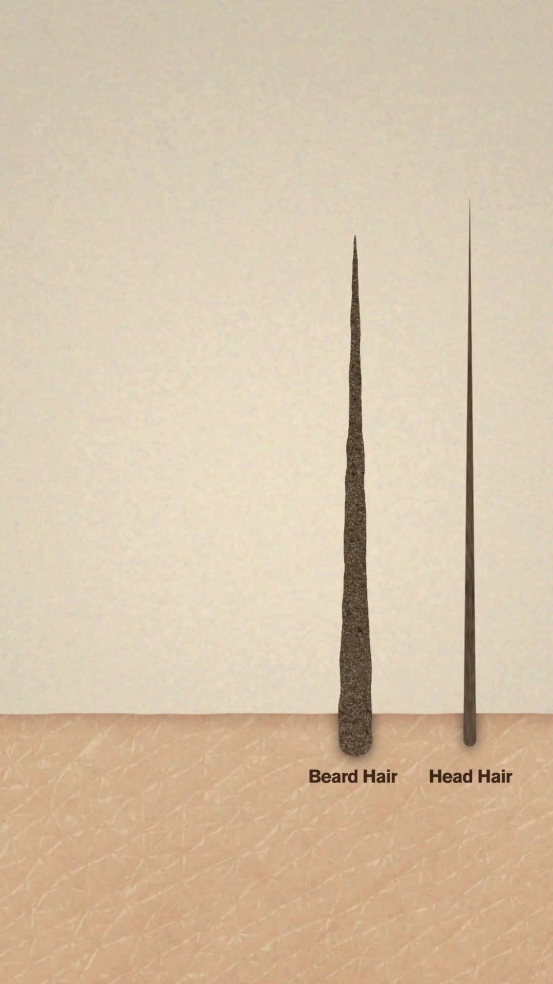 A Better Beard Starts Here