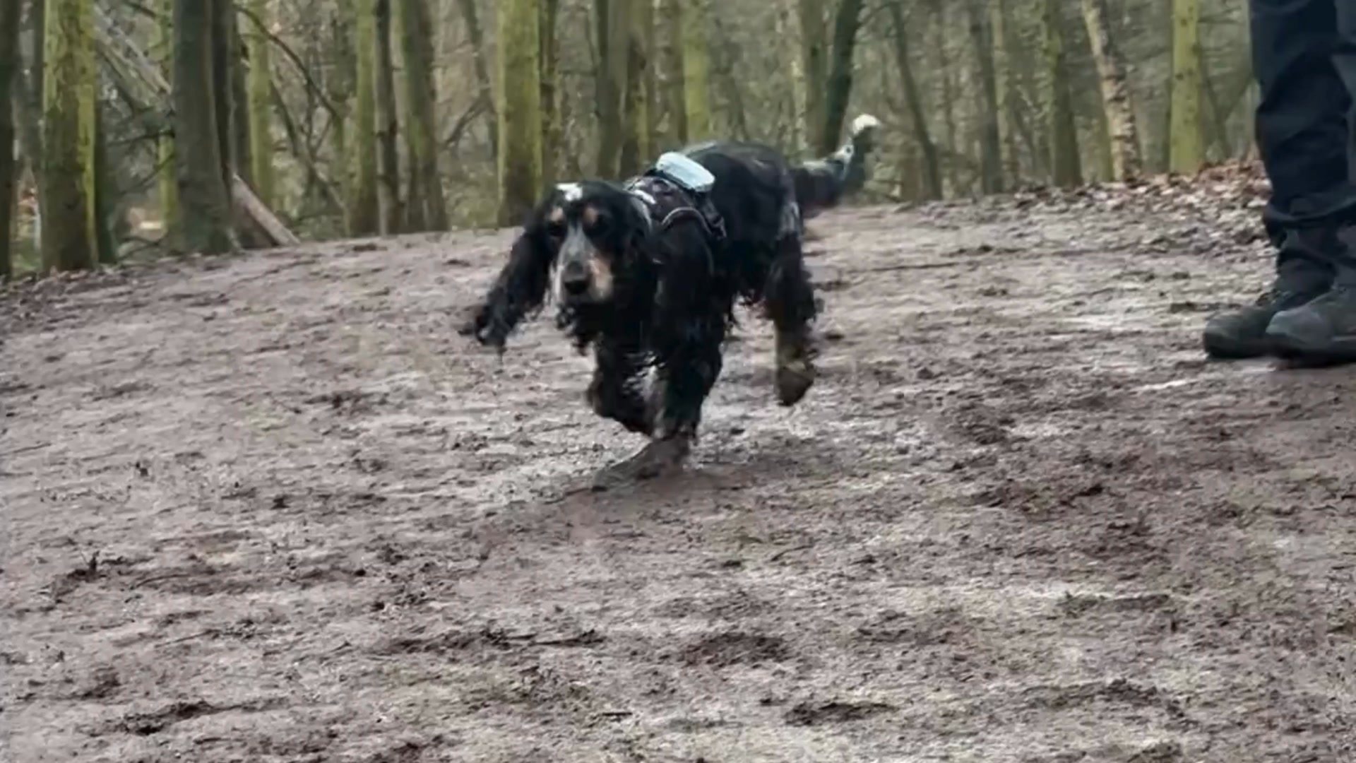 For dogs who collect mud like it’s a hobby 🐶💦