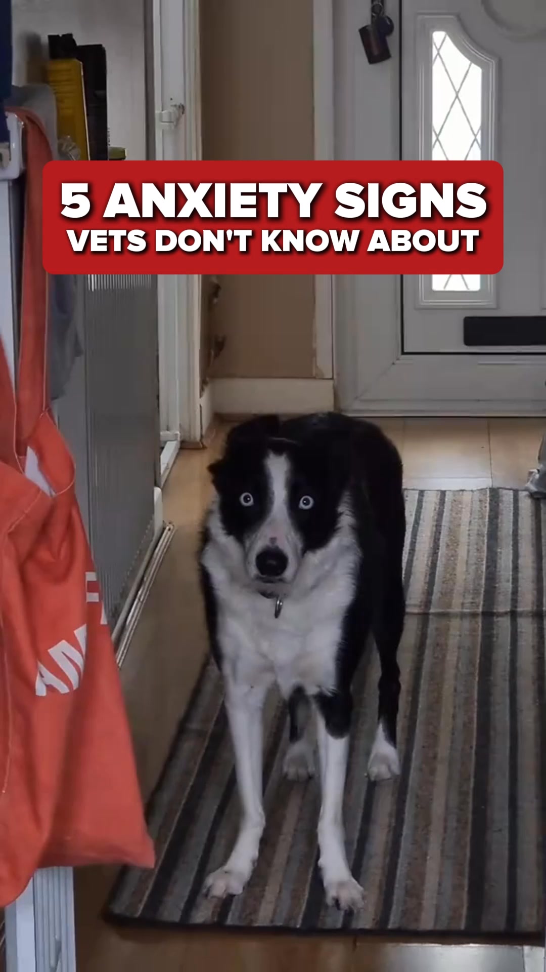 Do This To Relieve Your Dog’s Anxiety (It’s Genius!)