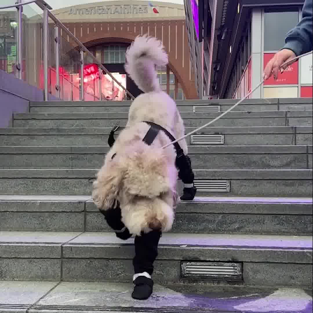 NEW Suspender Boots 🐾