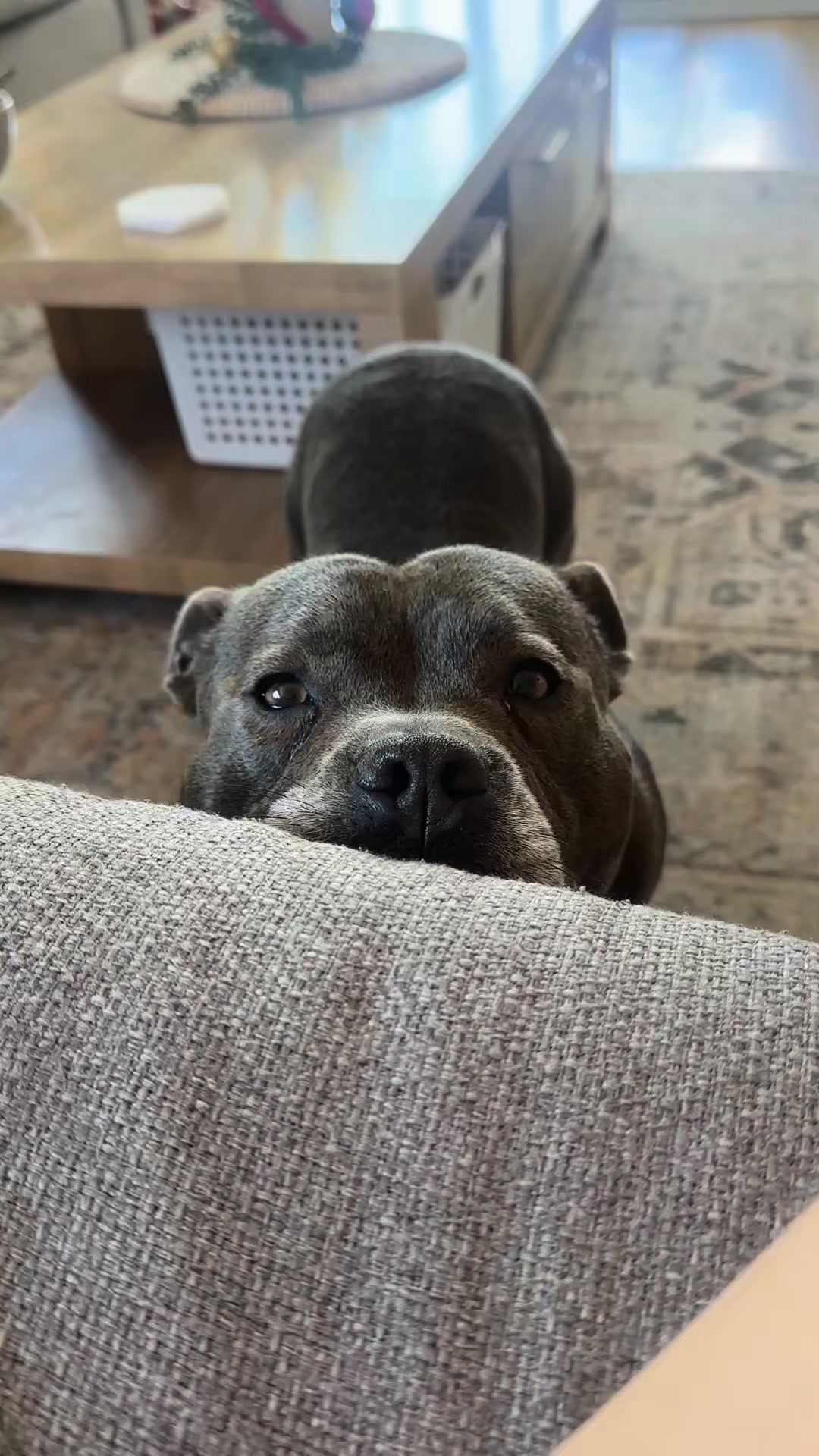 Your dog's not bad. Their toys are. 🦴