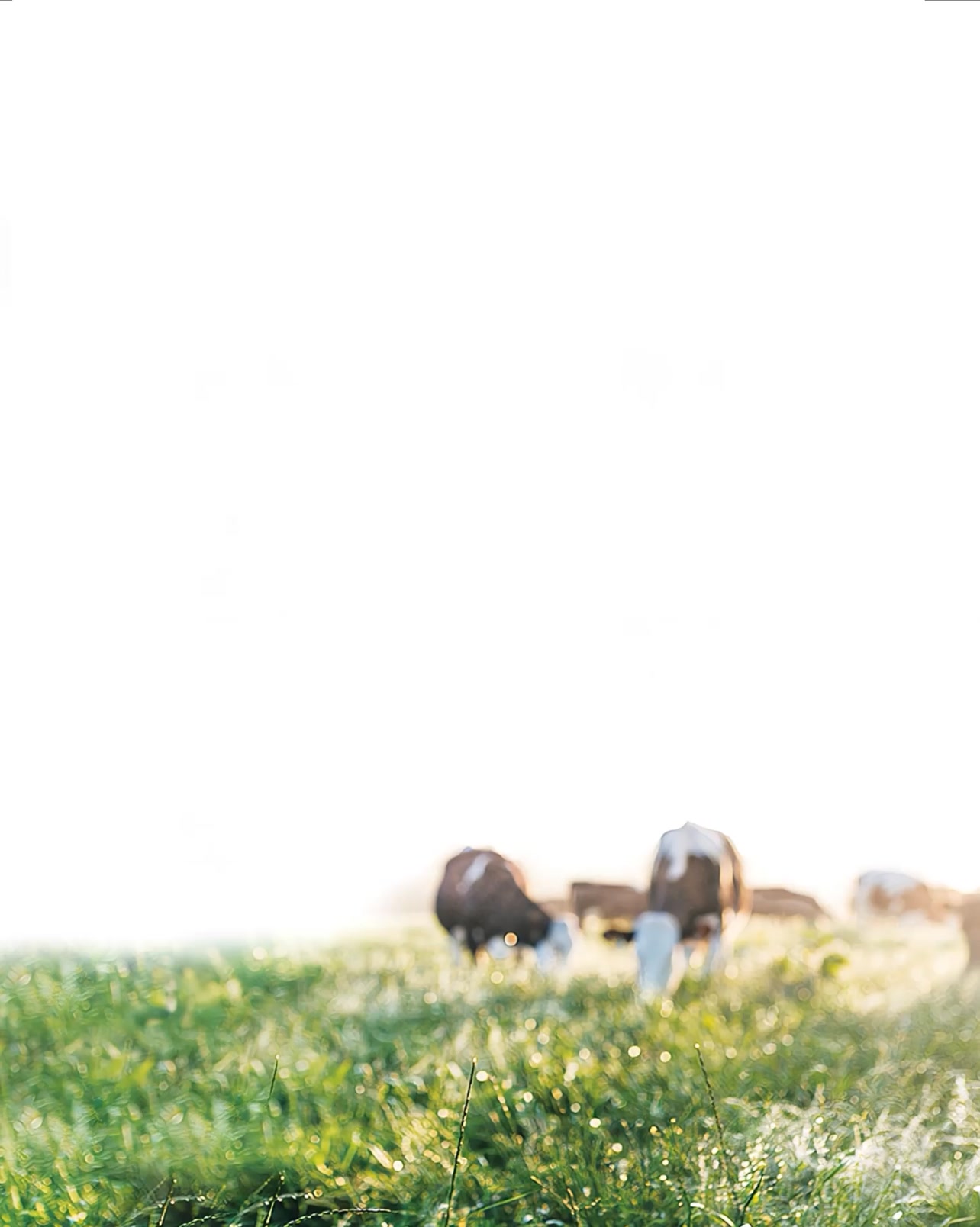 The Only A2/A2 Organic Kefir