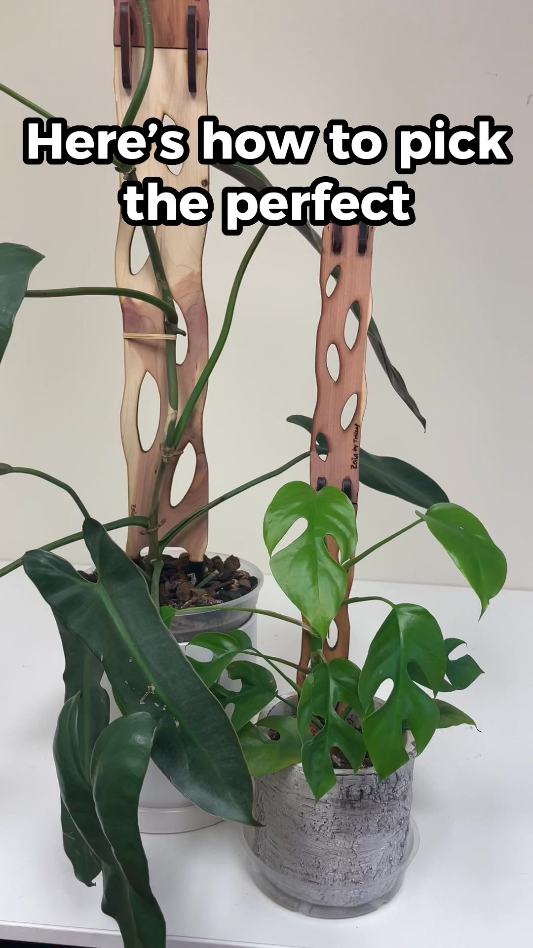 The Perfect Fit for Every Plant