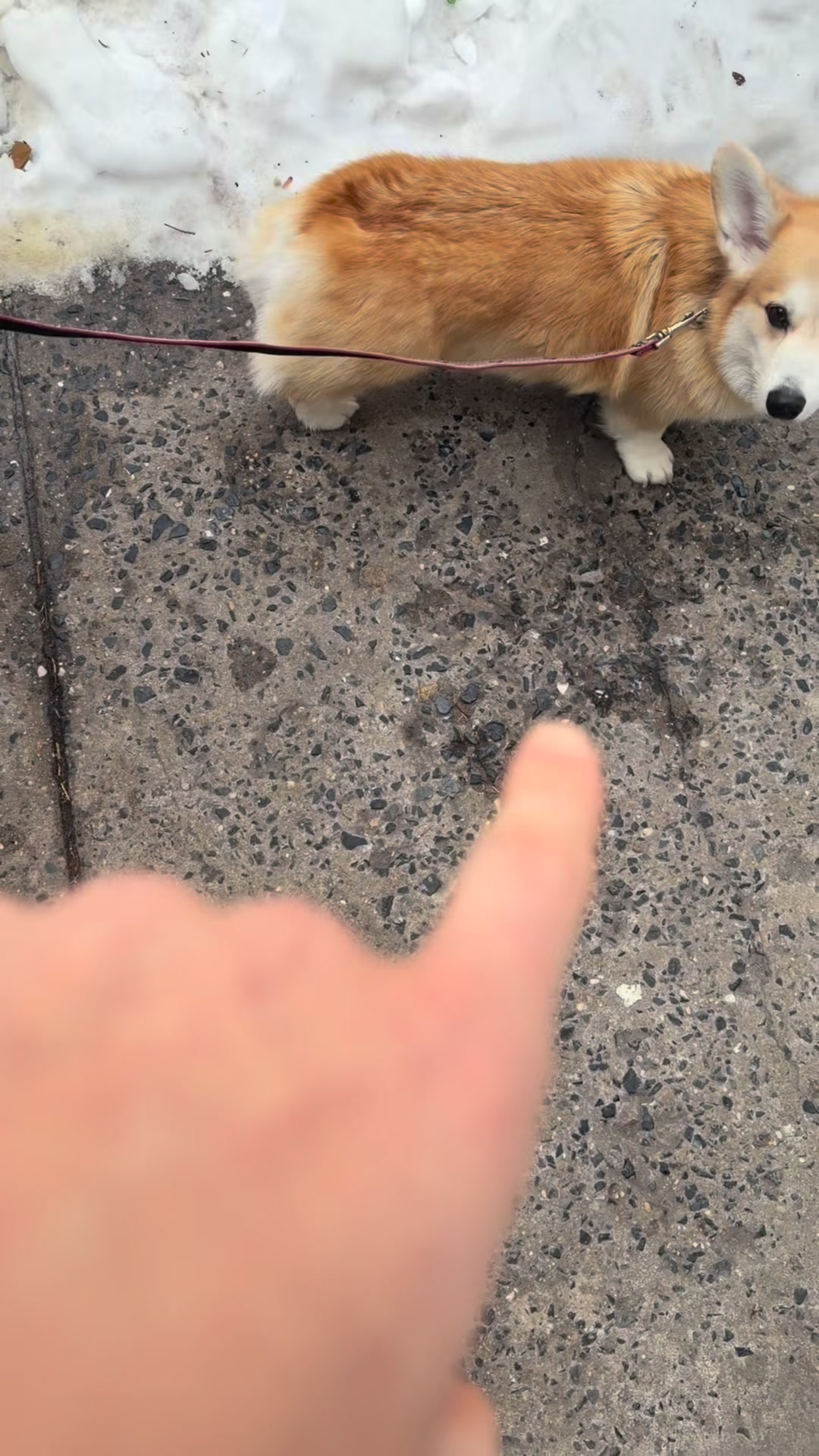 Not the first puppy montage, definitely not the last. Consider this my love letter to the dogs of NYC. @closefriendjak