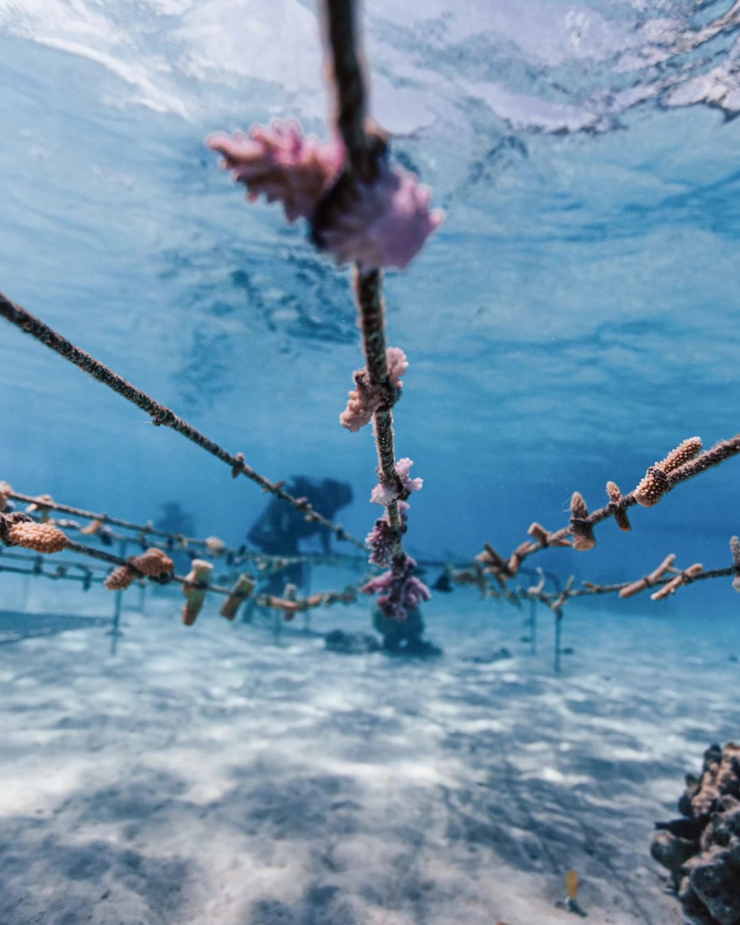 Adopt a Coral, Today 🙏