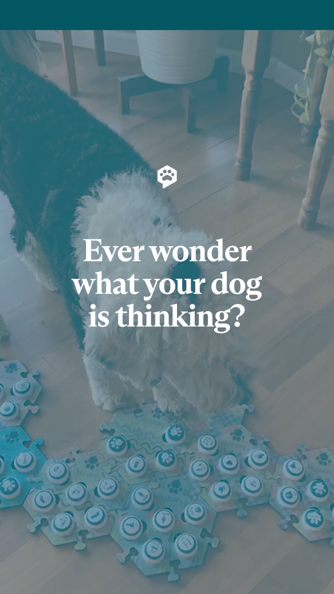 Used by the world's most talkative dogs and cats!