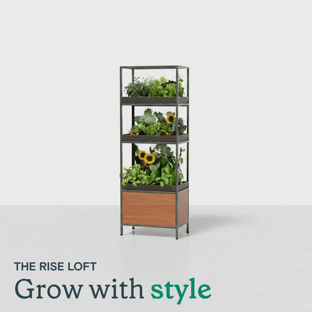 A Living Centerpiece That Nurtures.