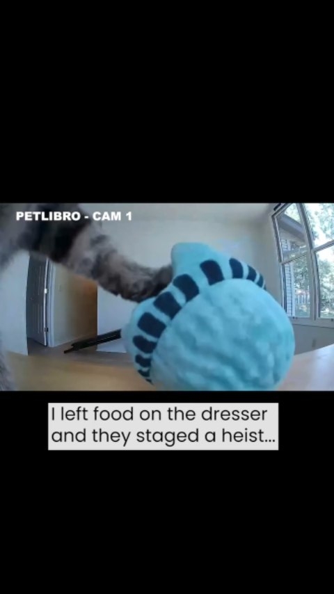 #ad @petlibro cameras ensure you never miss a moment. AI powered behavior recognition automatically records your pets activities and even takes selfies! Link to cameras in bio. Get 20% off with code: Ruby20 #petlibro