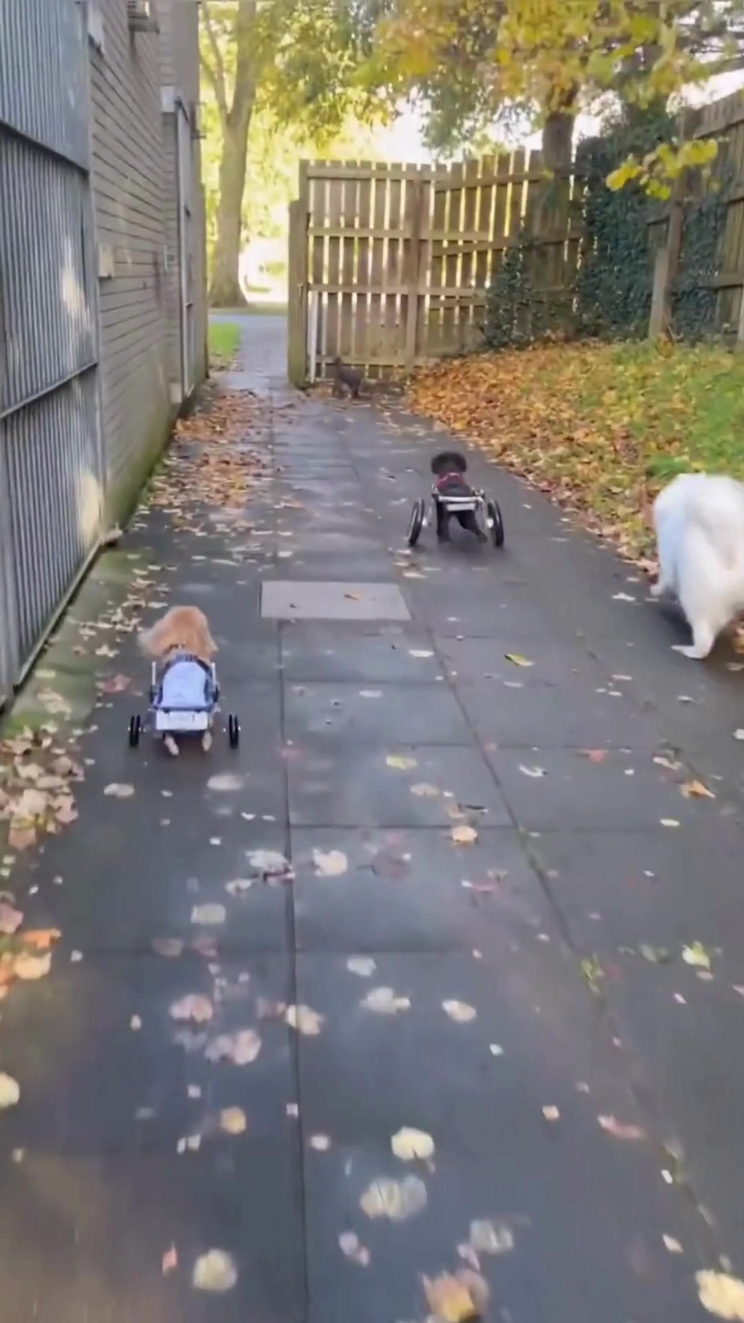 Light-Weight, Durable, All-Terrain Pet Wheelchair