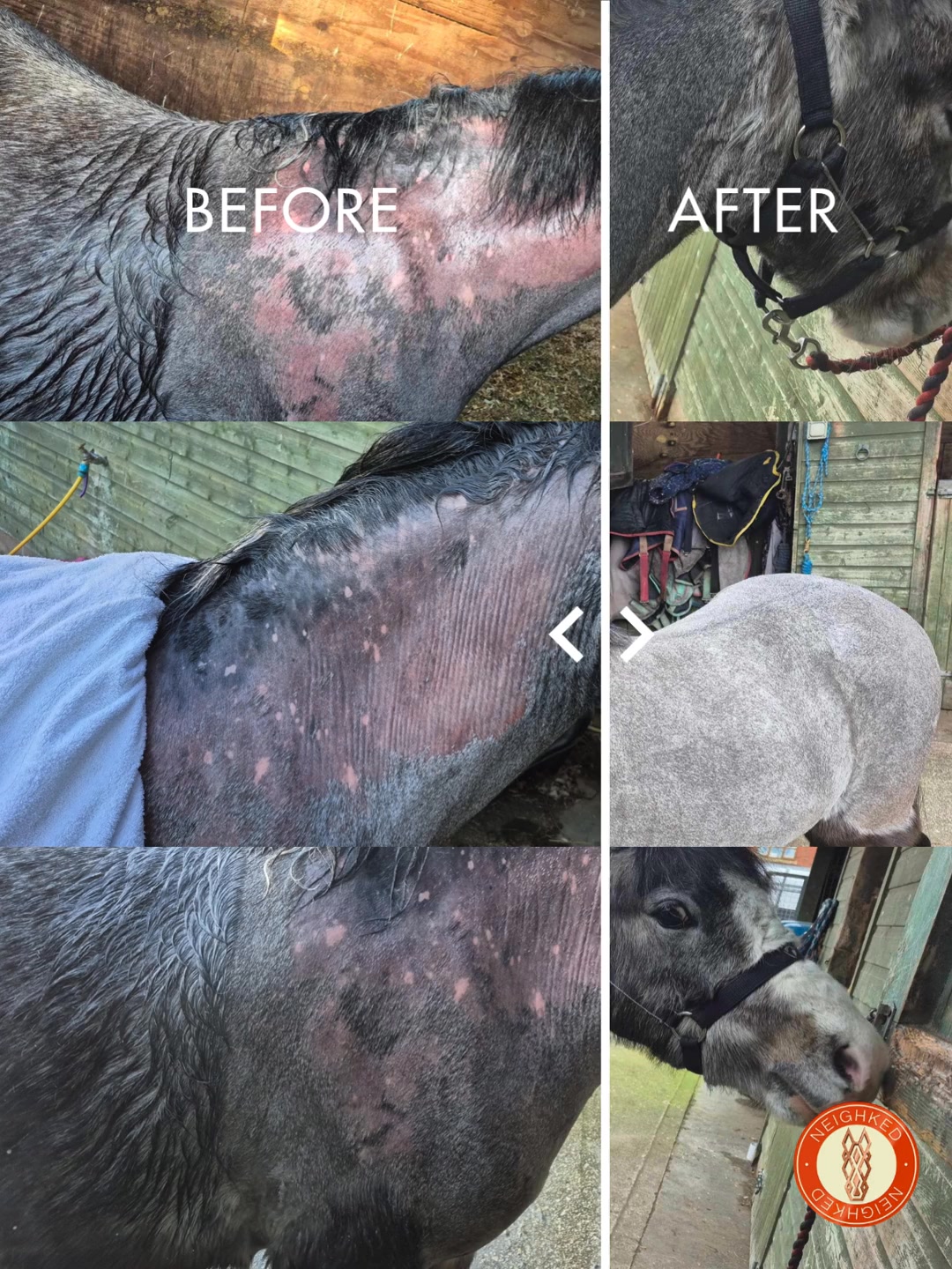 Healthy Coats = Happy Horses