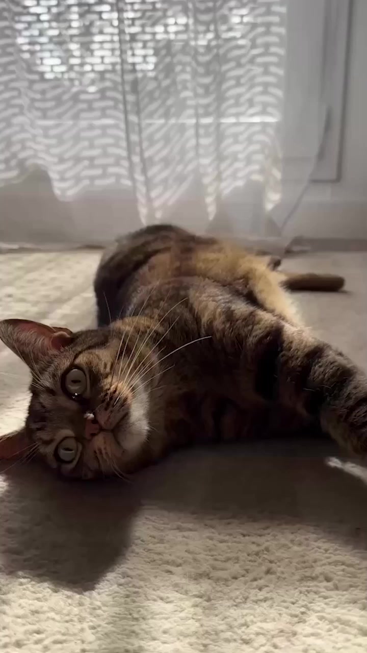 Découvrez FELIWAY Optimum !