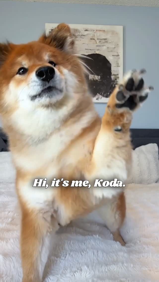 See, we're even pet-approved! 🐕

PuroAir devices filter out everything you don't want in your home's air, all without making too much noise to bother your fur babies.

Whether it's the 240, 130i, 400, all-new 100, or a bundle of devices, we have you #PuroAirProtected.