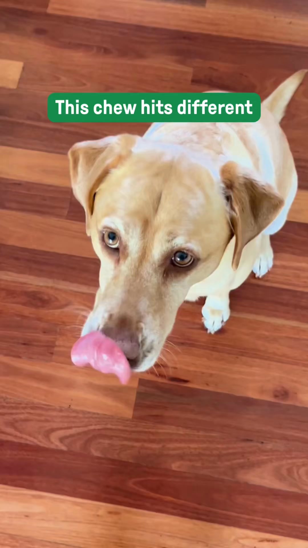 Hypoallergenic Treats for Sensitive or Fussy Dogs 🐕