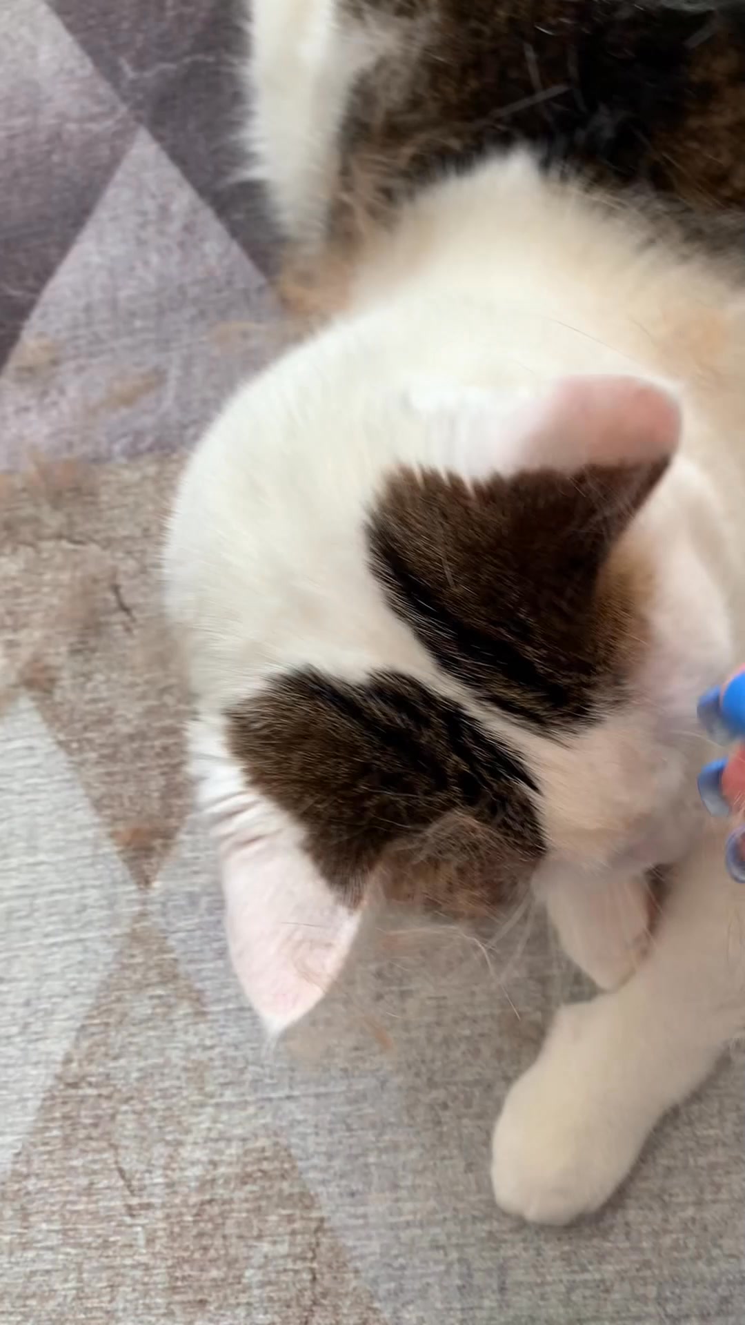 Tired of pet fur on the couch, bed, carpet — everywhere?
Meet Sterra Paws™ True HEPA-14 Pet Air Purifier.

✔️ Large grills that trap fur fast
✔️ Electrostatic fabric that captures floating pet hair
✔️ Advanced HEPA-14 removes pet dander & allergens
✔️ Helps reduce itchy nose, sinus, and sneezing
✔️ Eliminates up to 90% of pet odors

Enjoy cuddles without the mess — and breathe easier at just $279.

Get yours here: https://sterra.sg/products/sterra-paws-pet-air-purifier

📍 Or visit our showroom:
Sterra Flagship Store
UB One, #01-22 Ubi Ave 4, Singapore 408830
🕒 Daily 9:30am – 7:30pm