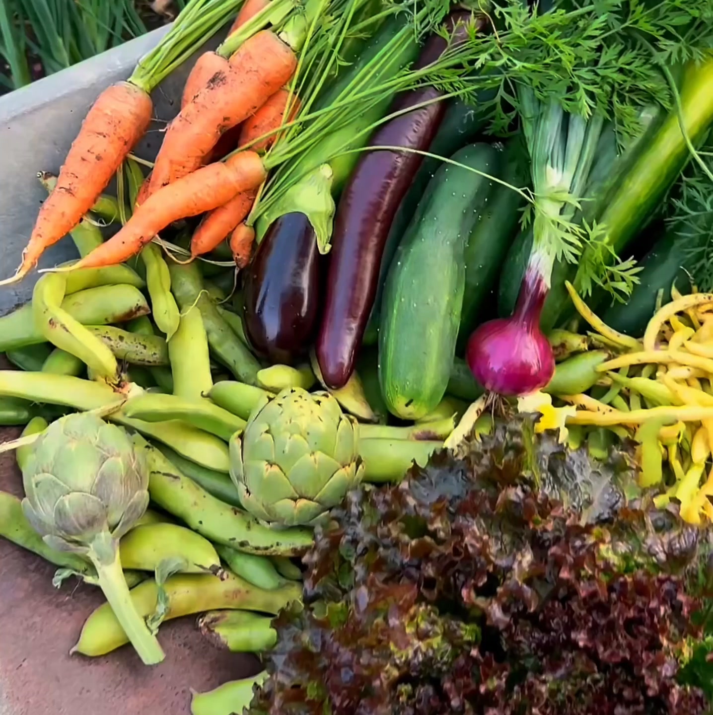 Dein Einstieg ins Gartenjahr 2026