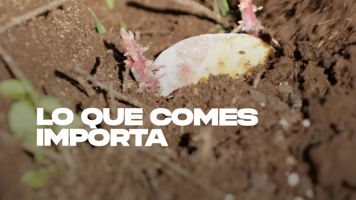 Fruta y verdura ecológica, directa del productor