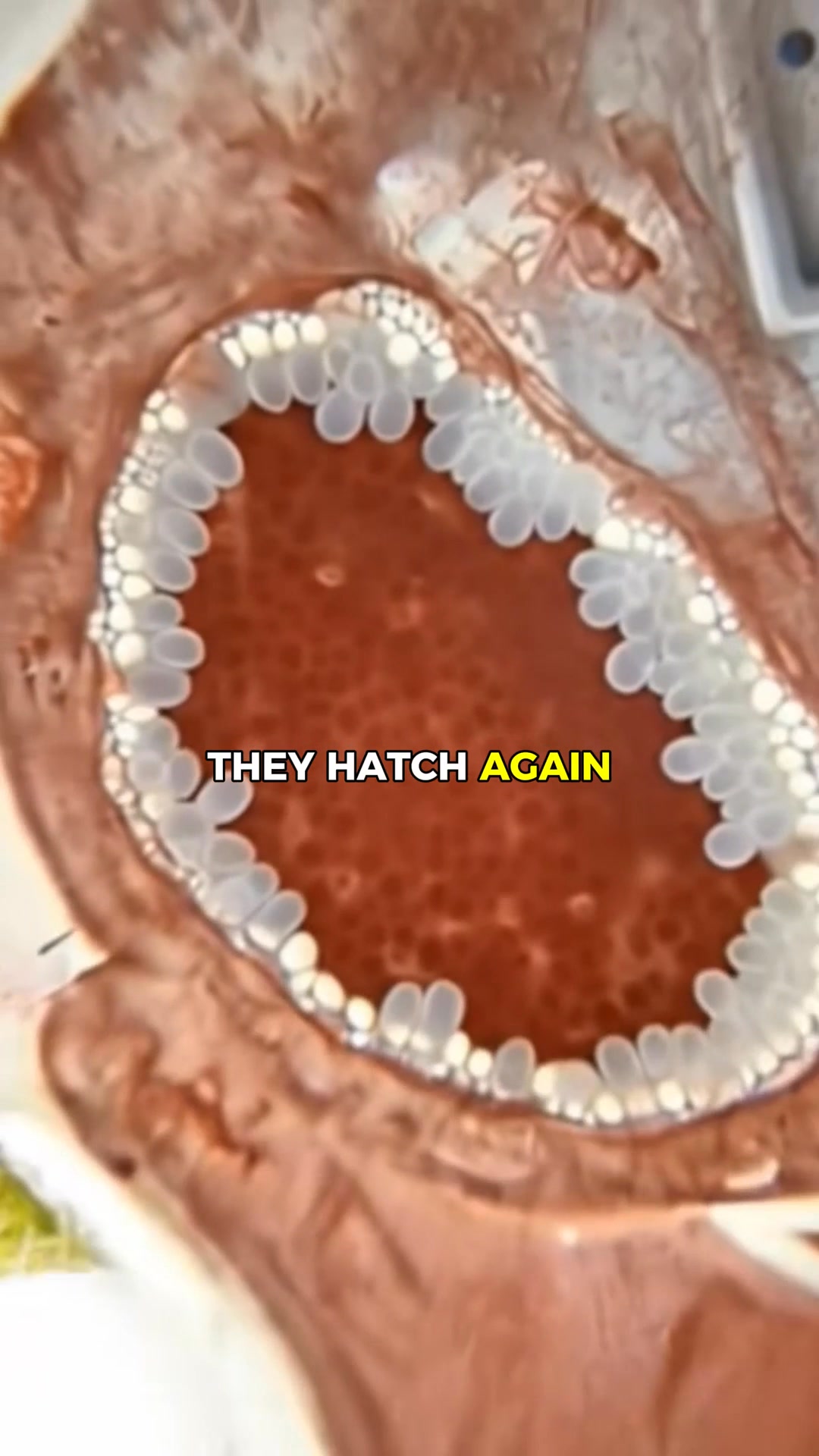 Unlock Your Body's Fullest Potential