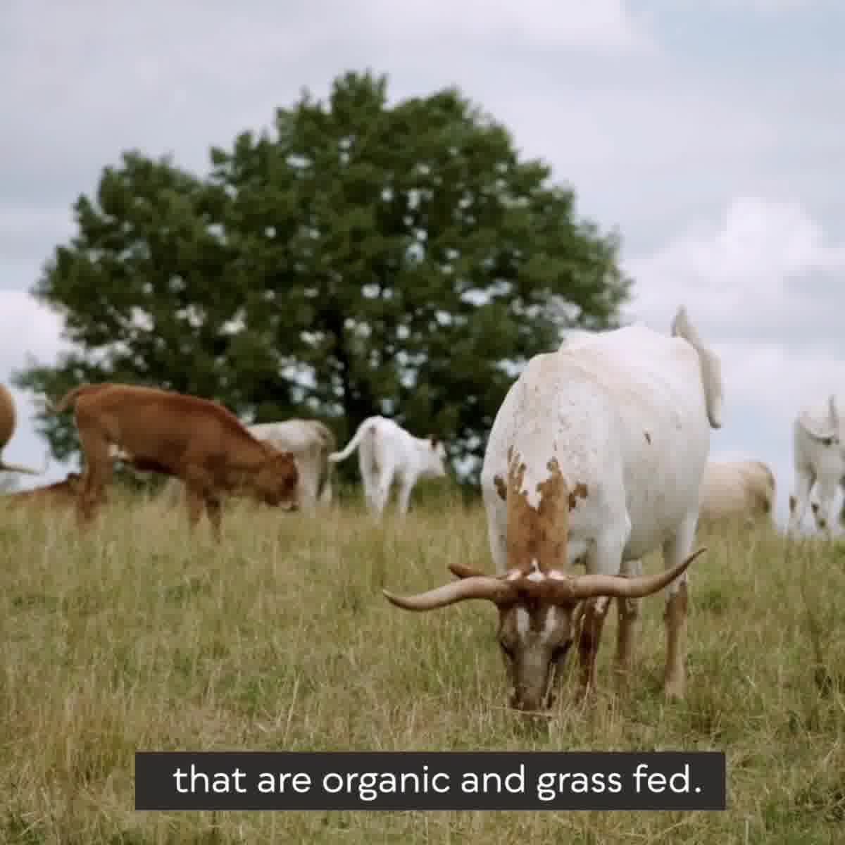 Canadian-Made Organic Bone Broth To Your Door 🇨🇦