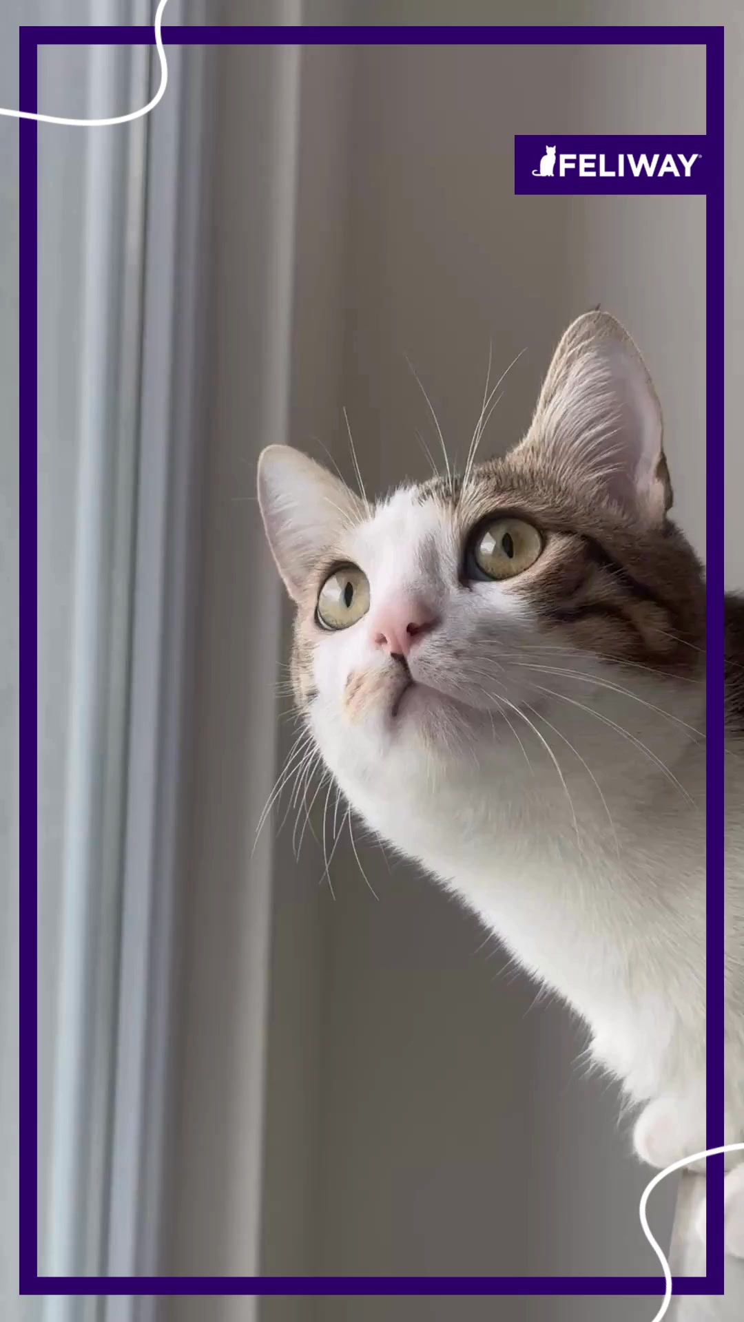 FELIWAY
