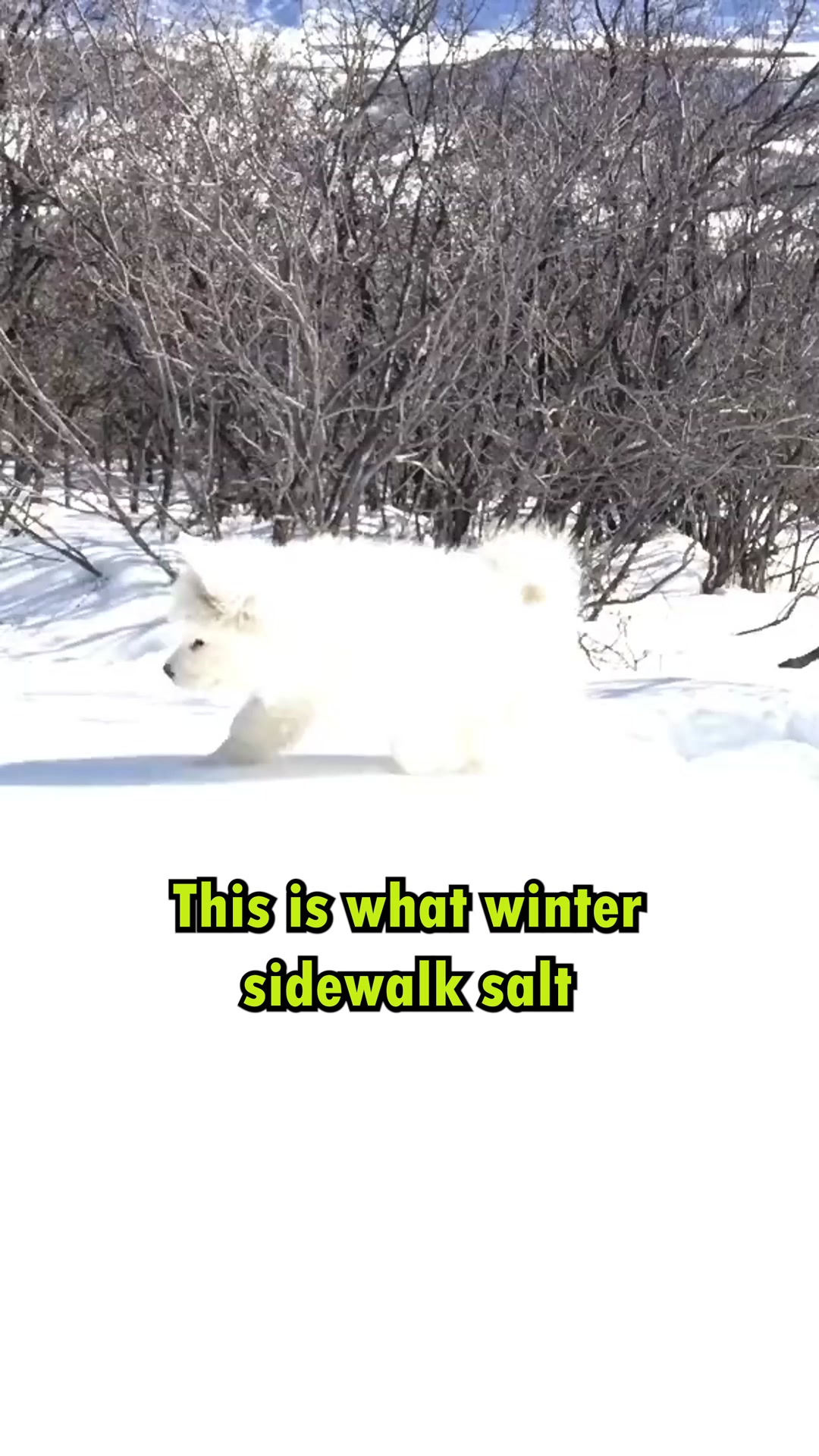 Stop Losing Dog Boots Forever.