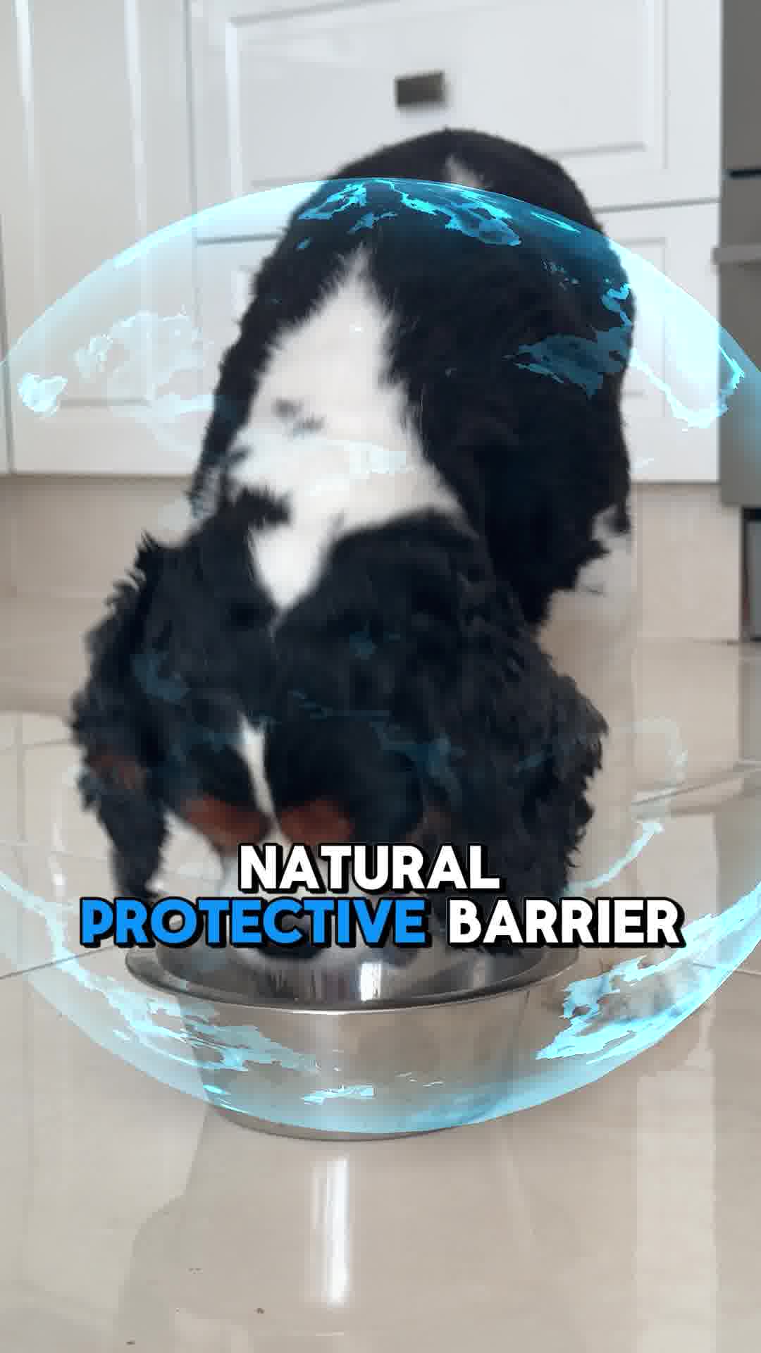 Transform your Dog's Coat