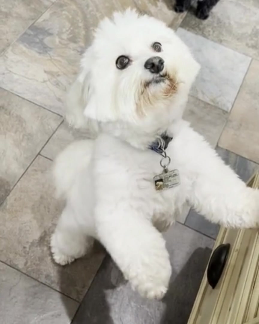 No more leaks on your floors and carpets🐶