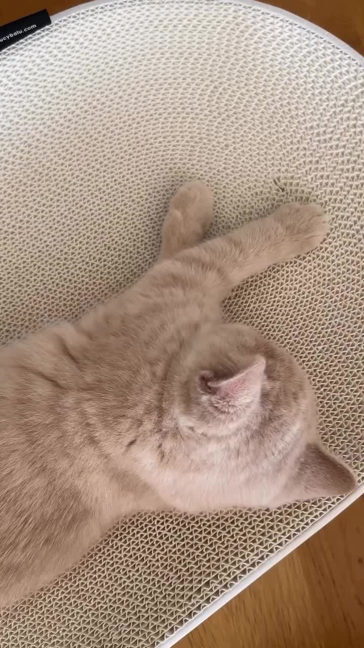 Mit dem perfekten Mix aus Kratzmöbel und Kuschelplatz ist das SCRATCHBED der ideale Rückzugsort für deine Katze. Krallen schärfen, entspannen und das Design deines Zuhauses schonen – alles in einem! 🤍🐾

📷 @linaandtheboys | #lucybalu #designforcats #livingwithcats #lucybaluinspo #scratchbedinspo #scratch #homedecor #inspiration #homeinspo #cozy #cuddle