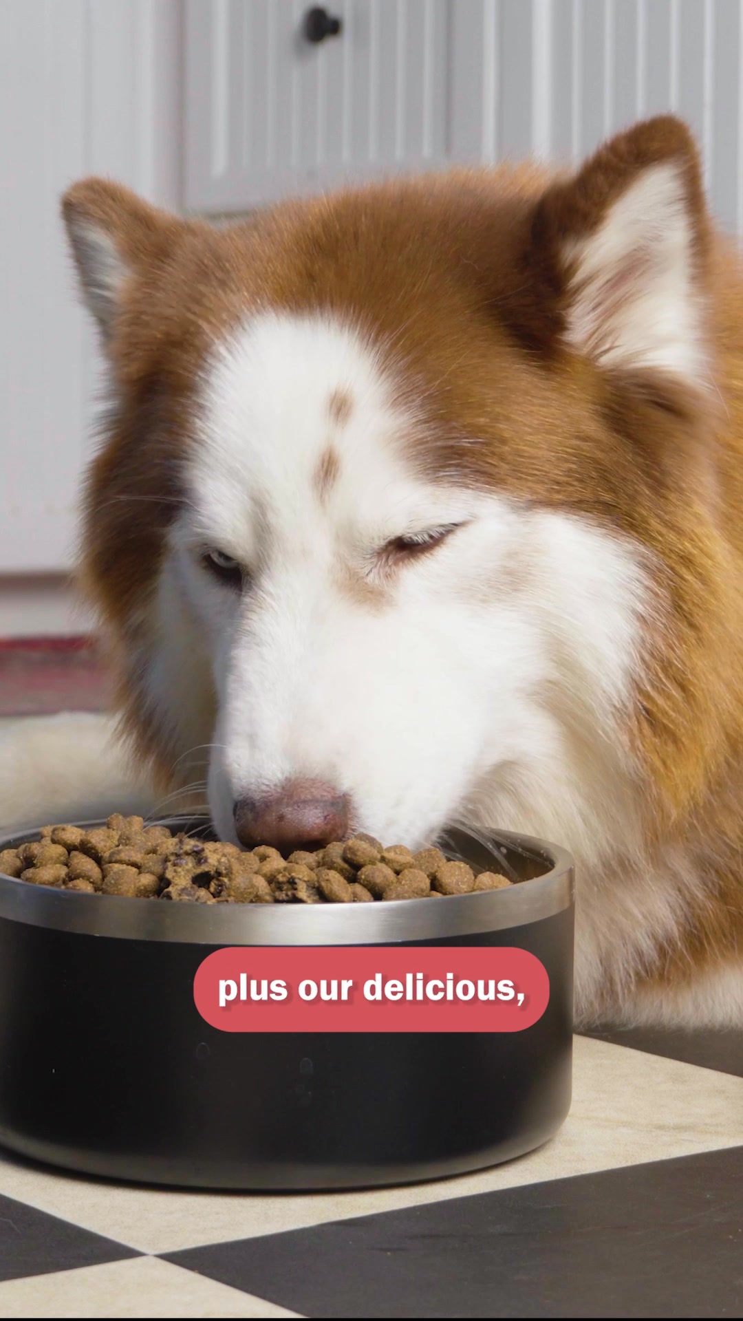 Powerfood Fusion Has Arrived 🐾