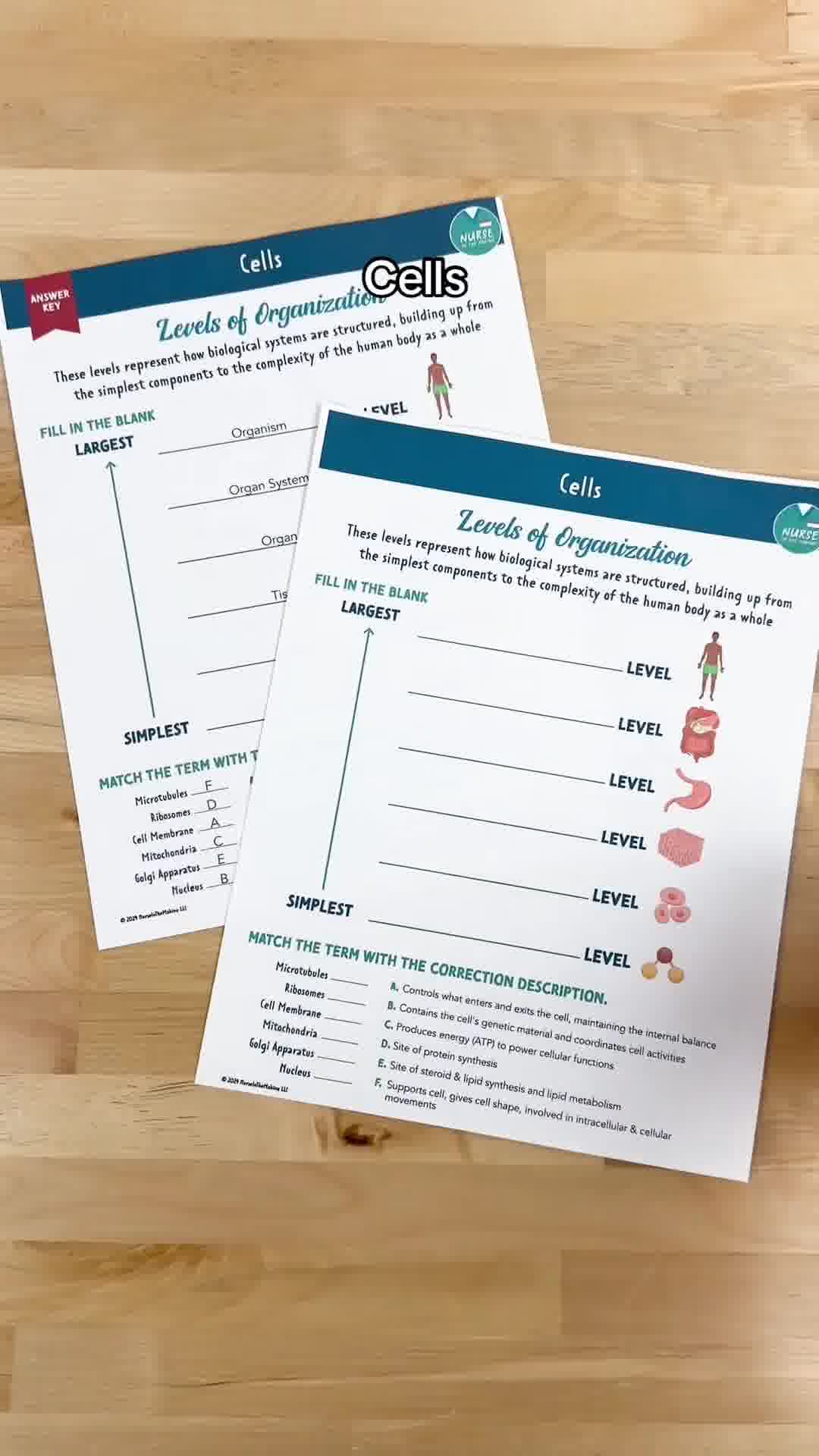 Anatomy & Physiology Made Easy