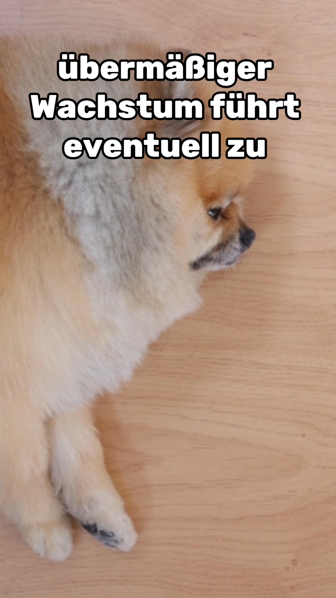 Tägliches Multivitamin für Hunde mit echter Wirkung.