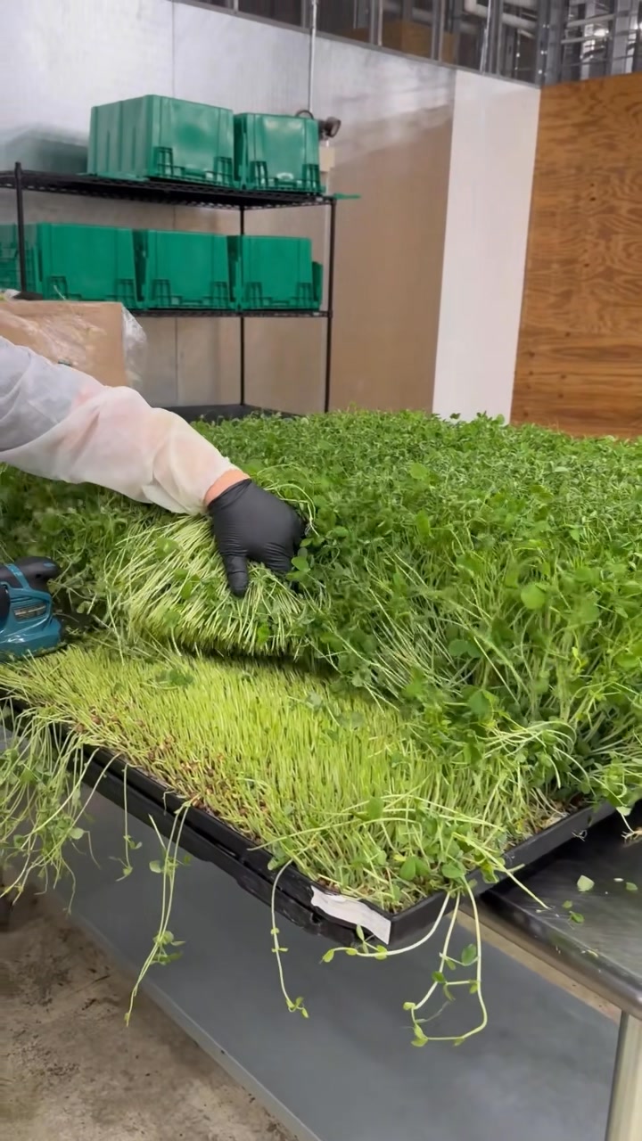 Whole Food Nutrition Made Simple