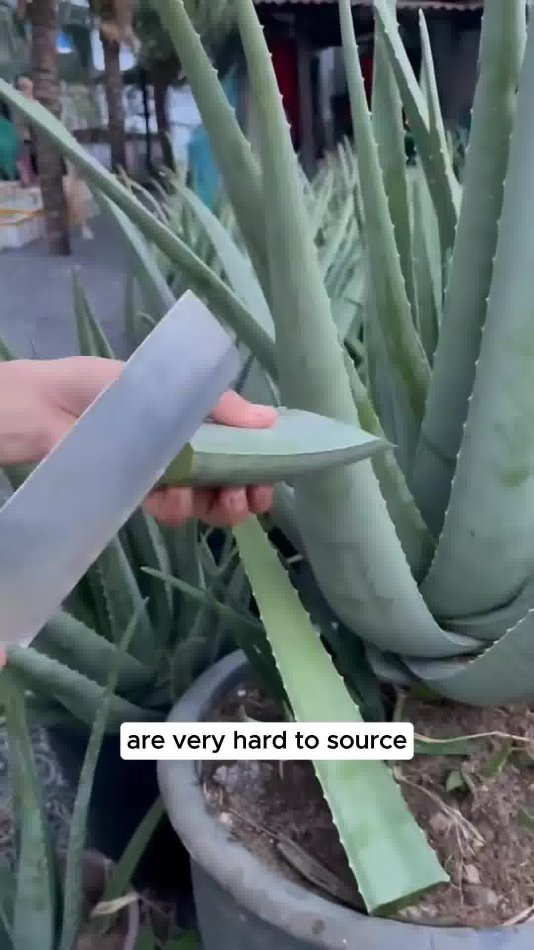 Hair Loss Due to GLP-1