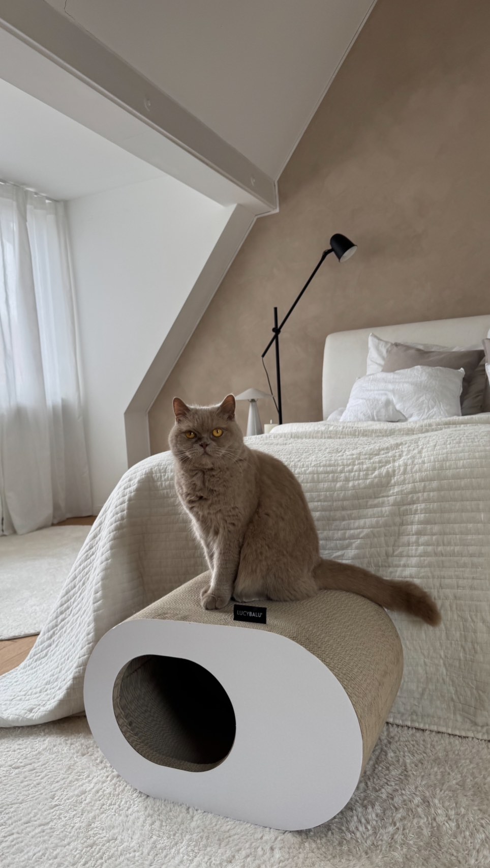 Unsere Pappmöbel liefern den Beweis, dass man sich nicht zwischen Haustieren und einem ästhetischen Zuhause entscheiden muss. 🤍

📷 @ameri.caro | #lucybalu #designforcats #livingwithcats #lucybaluinspo #inspiration