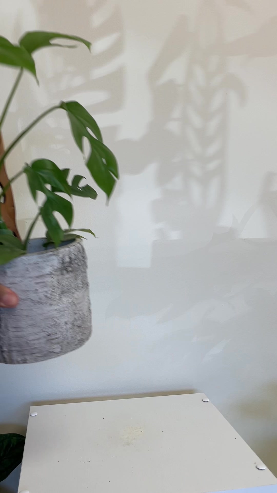 Elevate your plants in seconds