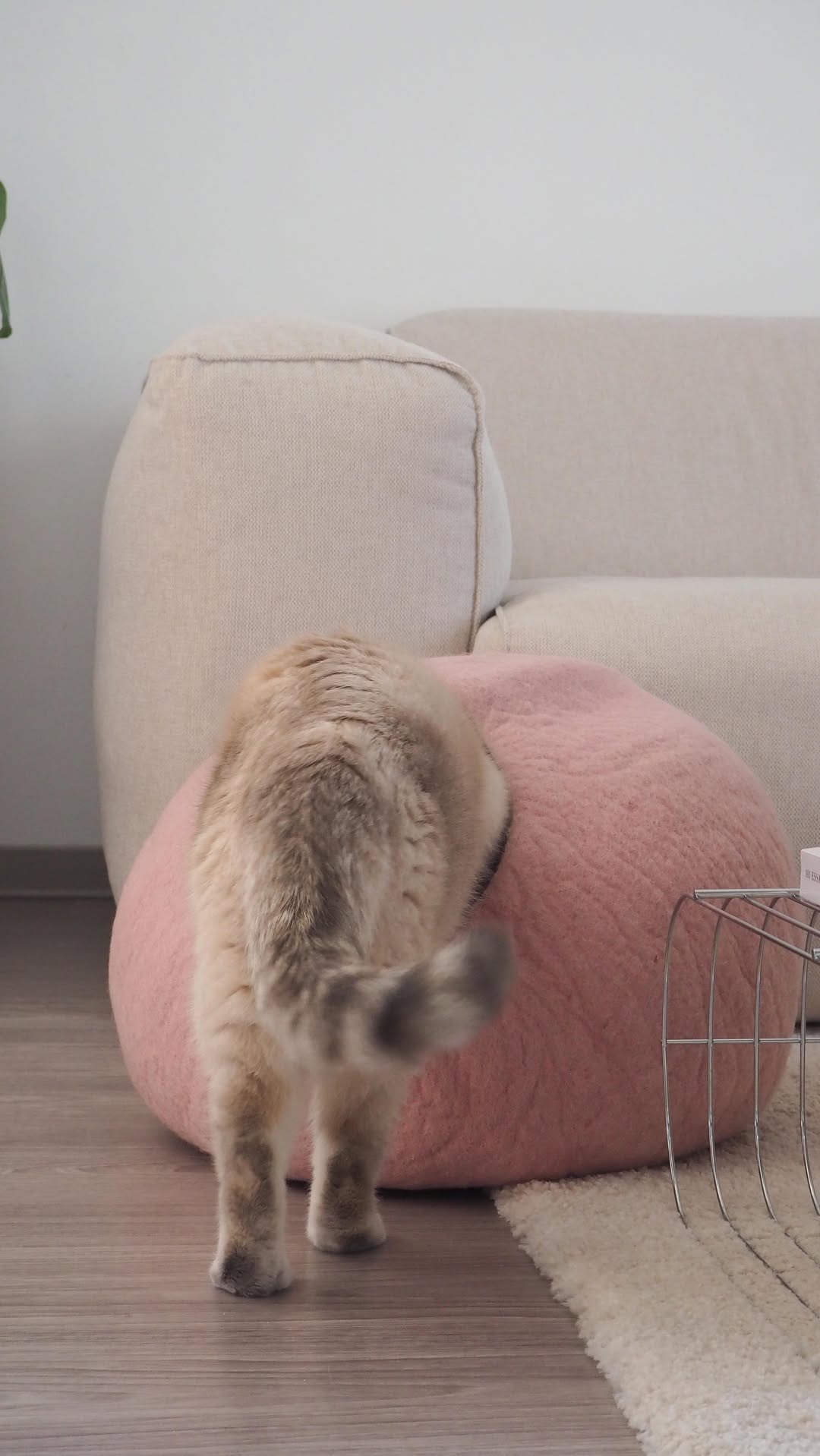 ☁️7

📷 @lamour.lima | #lucybalu #designforcats #lucybaluinspo #livingwithcats #catinterior #inspiration #homedecor #summer #pebbleinspo #pebblecolor