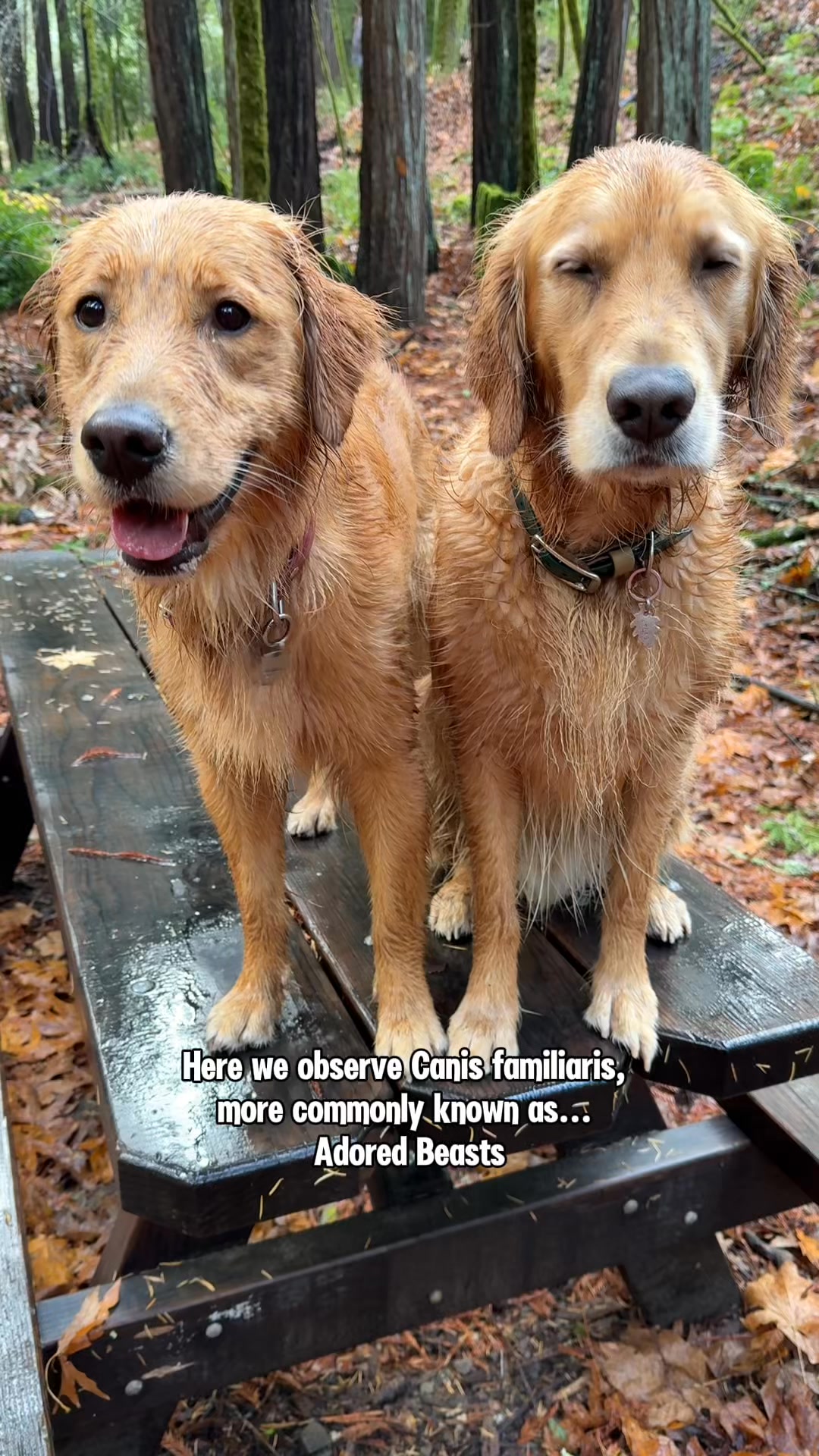 Daily Defense for a Healthy Gut