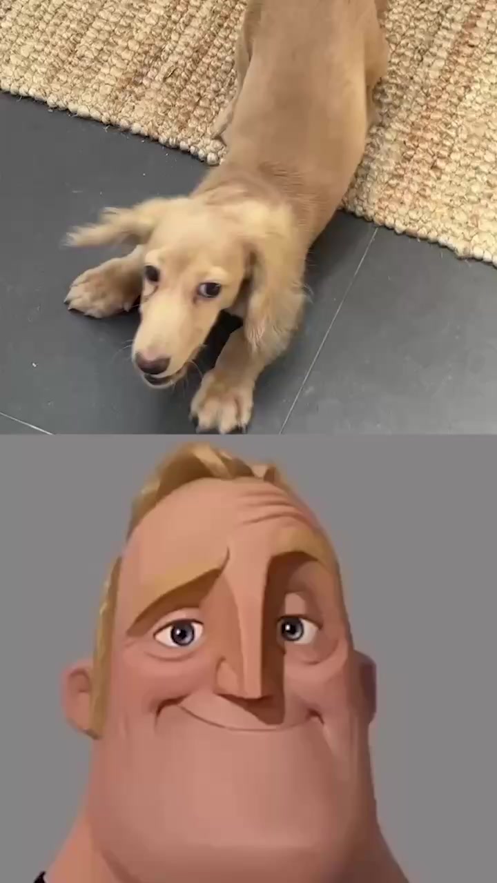 Tired of Constant Barking?